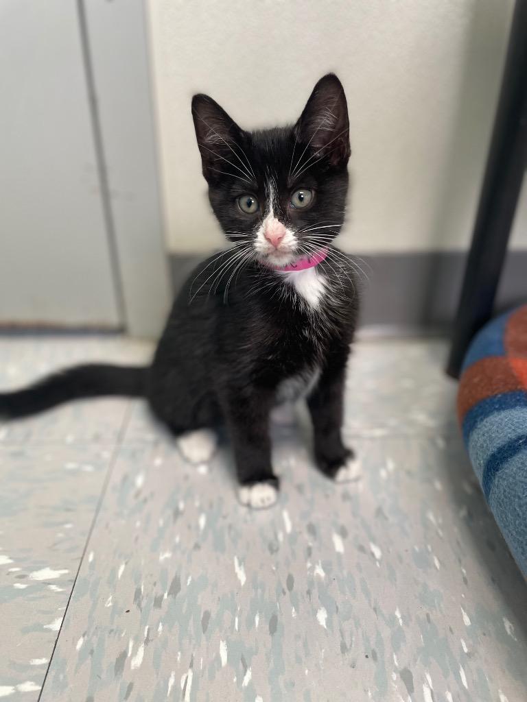 Blank Tape, Baby Female American Shorthair