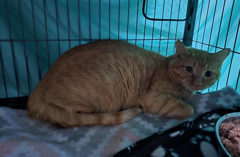 Frisky, Adoptable, Adult Male Domestic Short Hair.