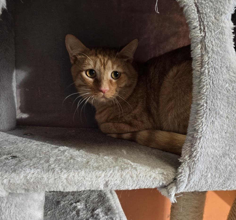 Enlarge Frisky, a Adoptable Domestic Short Hair in Dickson, TN image 2/2