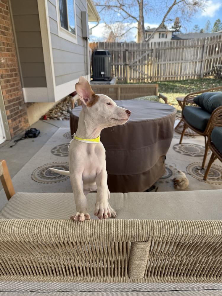 Caroline, Adoptable, Puppy Female Bull Terrier & Jack Russell Terrier.