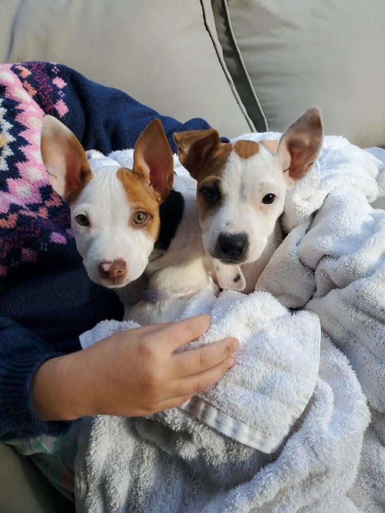 Enlarge Caroline, a Adoptable mixed breed in Aurora, CO image 2/4