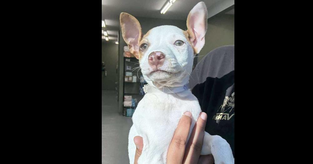 Enlarge Caroline, a Adoptable mixed breed in Aurora, CO image 4/4