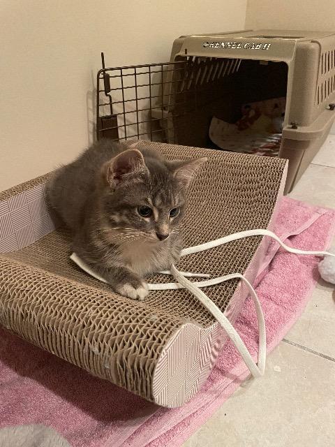 Snow Blower thumbnail 3