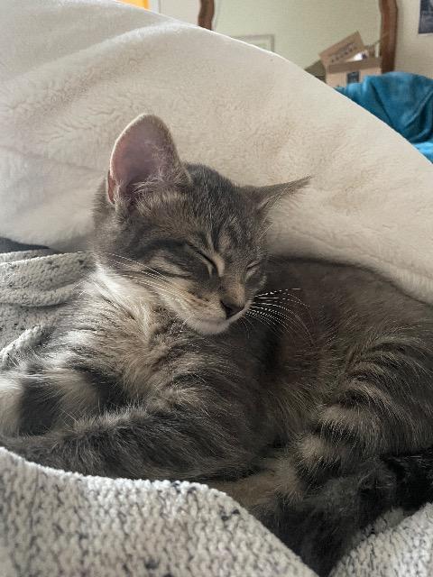 Snow Blower thumbnail 4