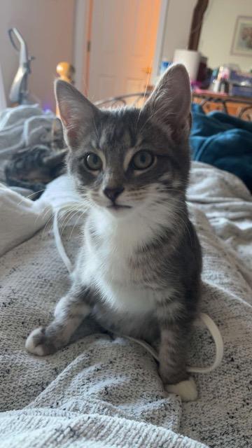 Snow Blower thumbnail 5