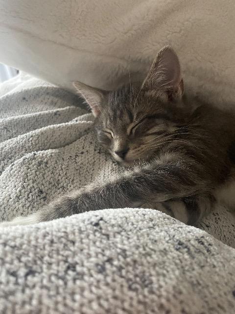 Snow Blower thumbnail 6