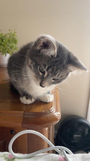 Snow Blower thumbnail 7