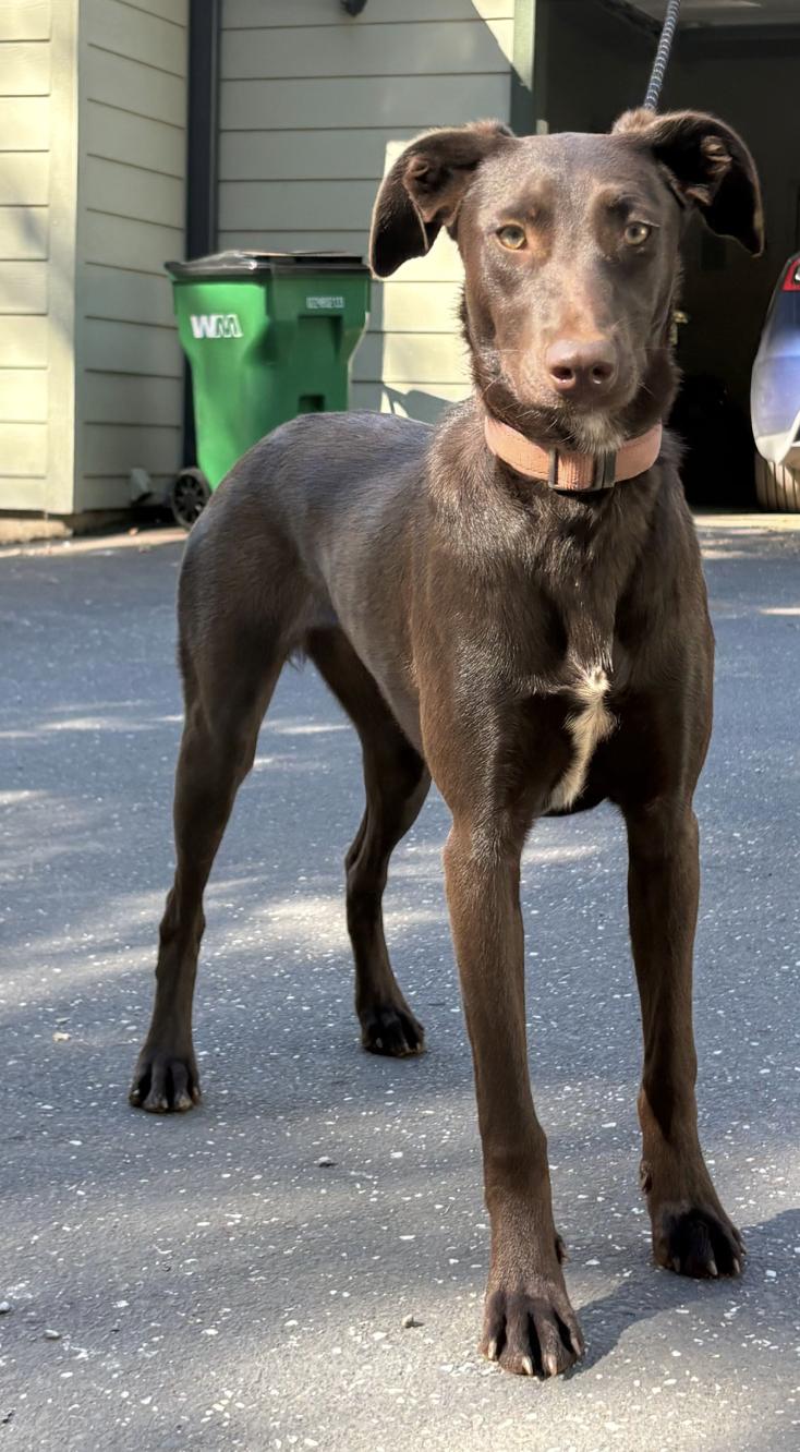 Mocha, Adoptable, Young Female Chocolate Labrador Retriever.