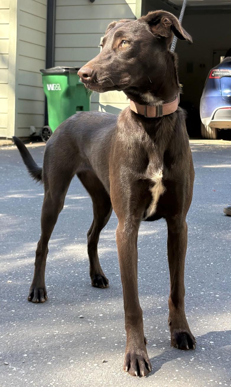 Enlarge Mocha, a Adoptable mixed breed in Davis, CA image 2/3