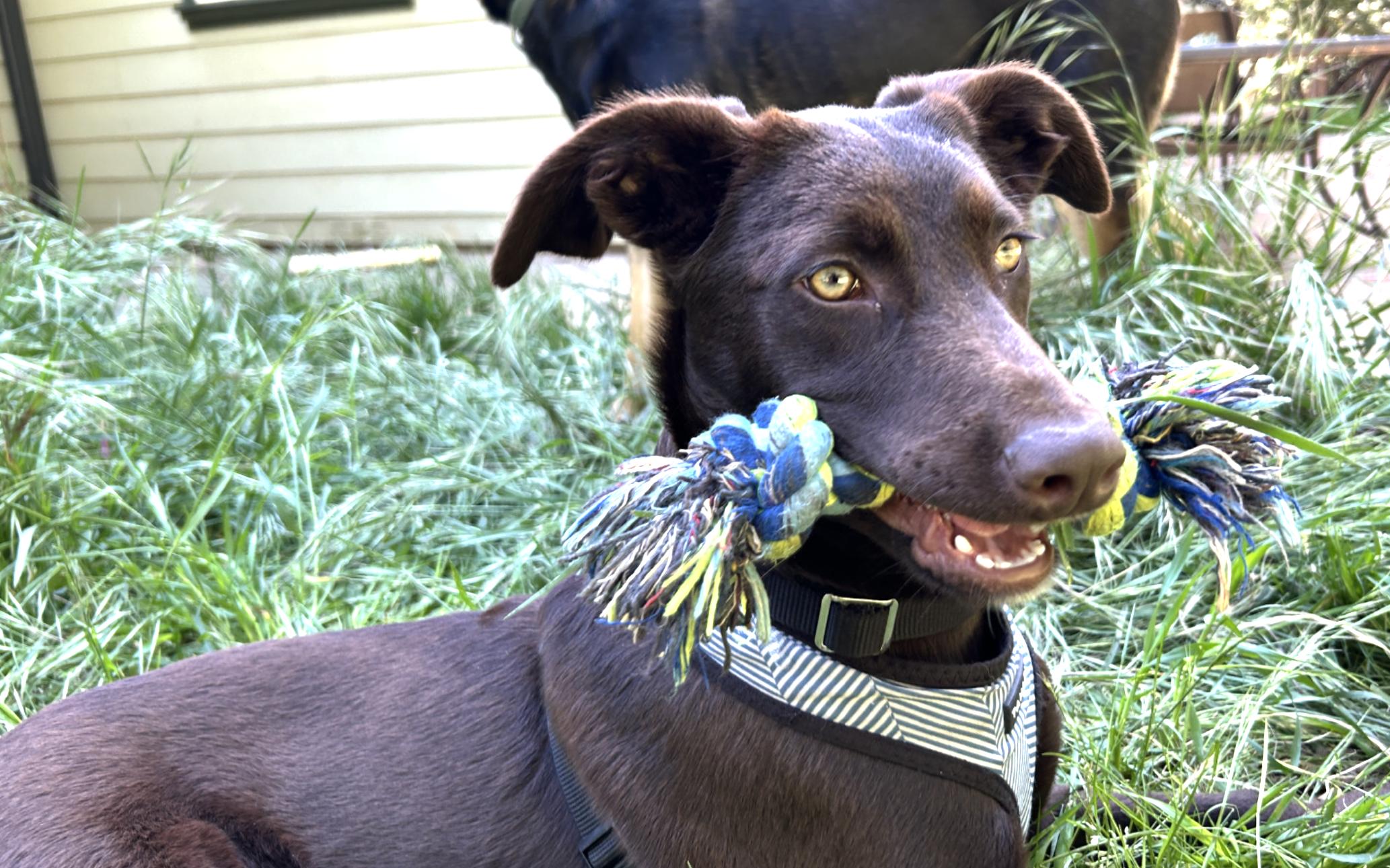 Enlarge Mocha, a Adoptable mixed breed in Davis, CA image 3/3