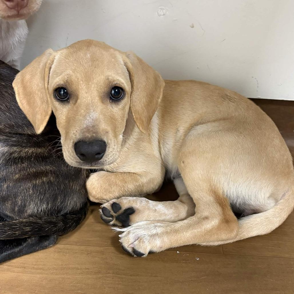 Enlarge Helly R., a Adoptable mixed breed in Beaumont, TX image 1/3