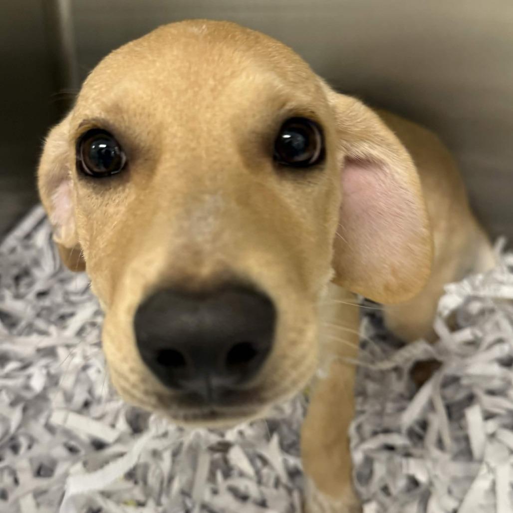 Enlarge Helly R., a Adoptable mixed breed in Beaumont, TX image 2/3