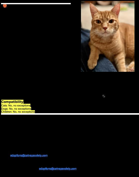 Enlarge Bruno, an adopted Domestic Short Hair in Nanaimo, BC image 3/3