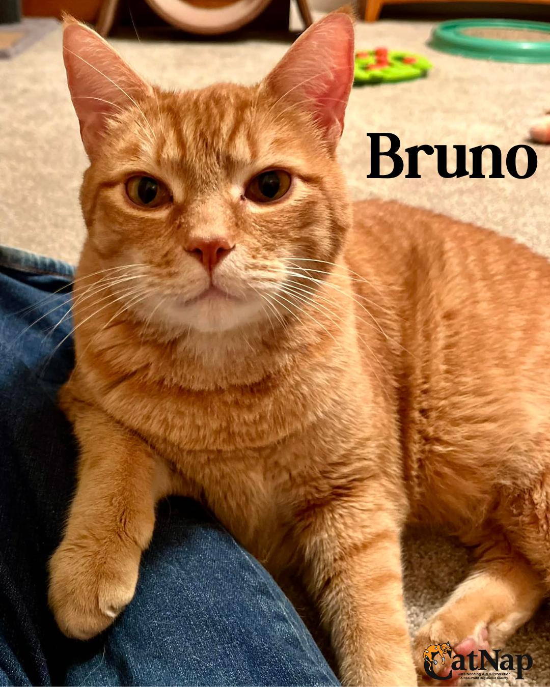 Bruno, adopted, Adult Male Domestic Short Hair.