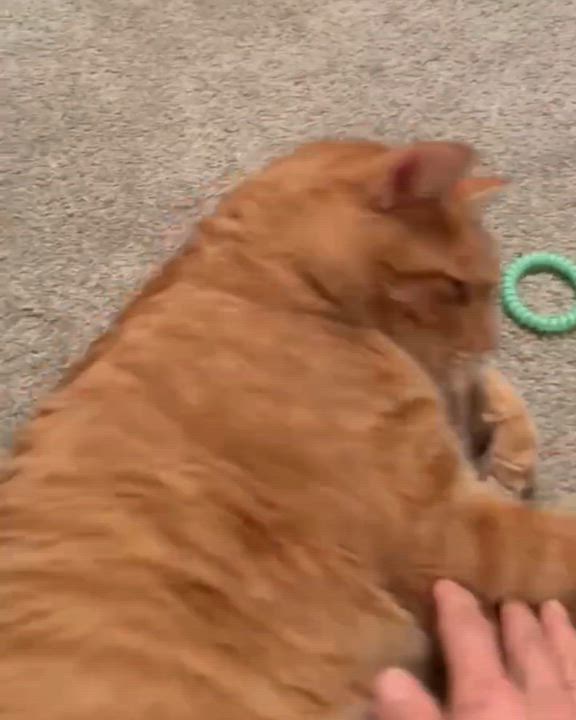 Enlarge Bruno, an adopted Domestic Short Hair in Nanaimo, BC video 2/3