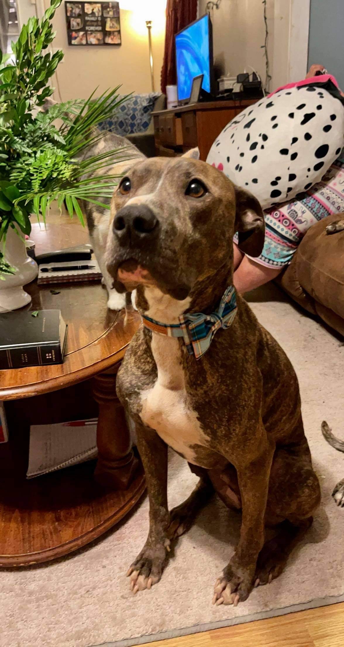 Ollie, a Adoptable mixed breed in kingsland, GA image 1/6