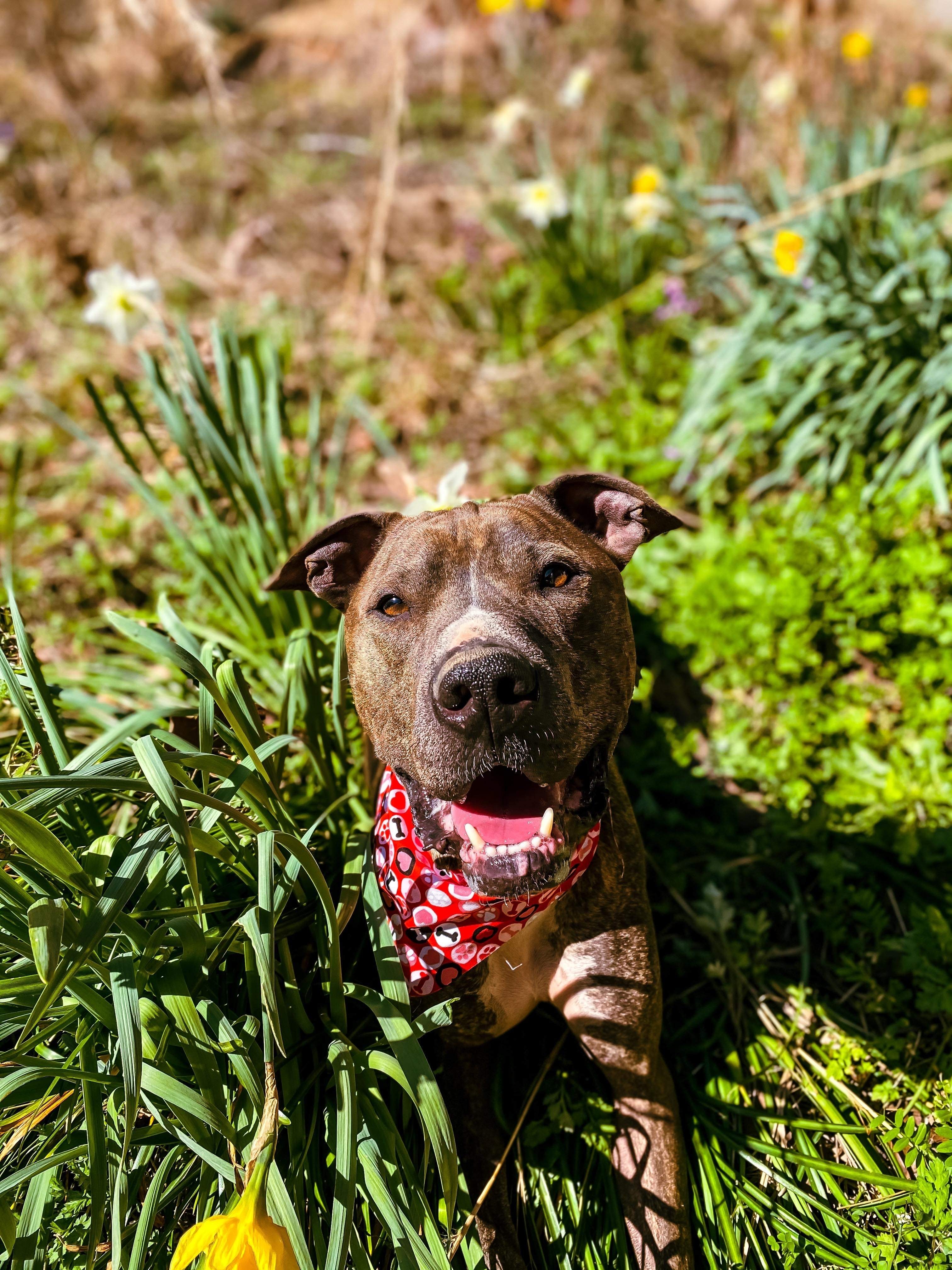 Ollie, a Adoptable mixed breed in kingsland, GA image 2/6