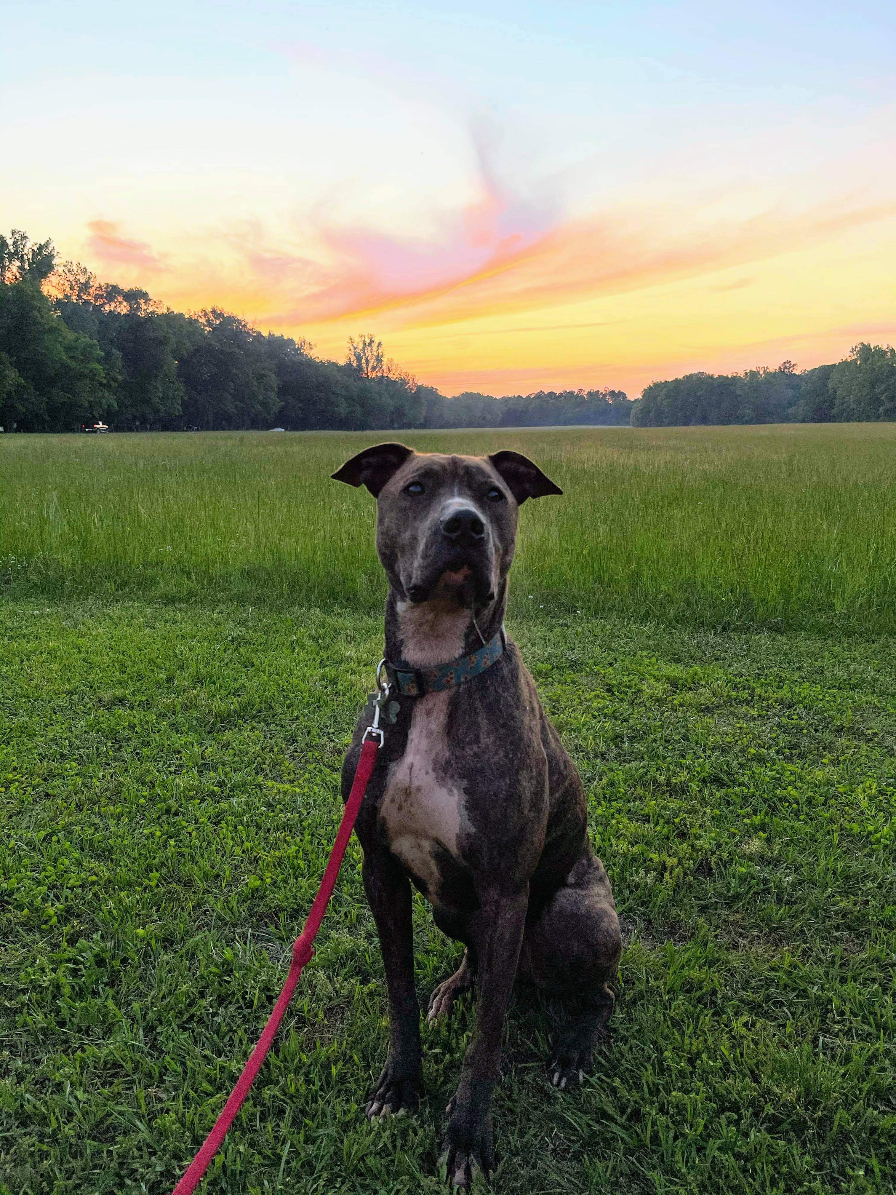 Ollie, a Adoptable mixed breed in kingsland, GA image 3/6