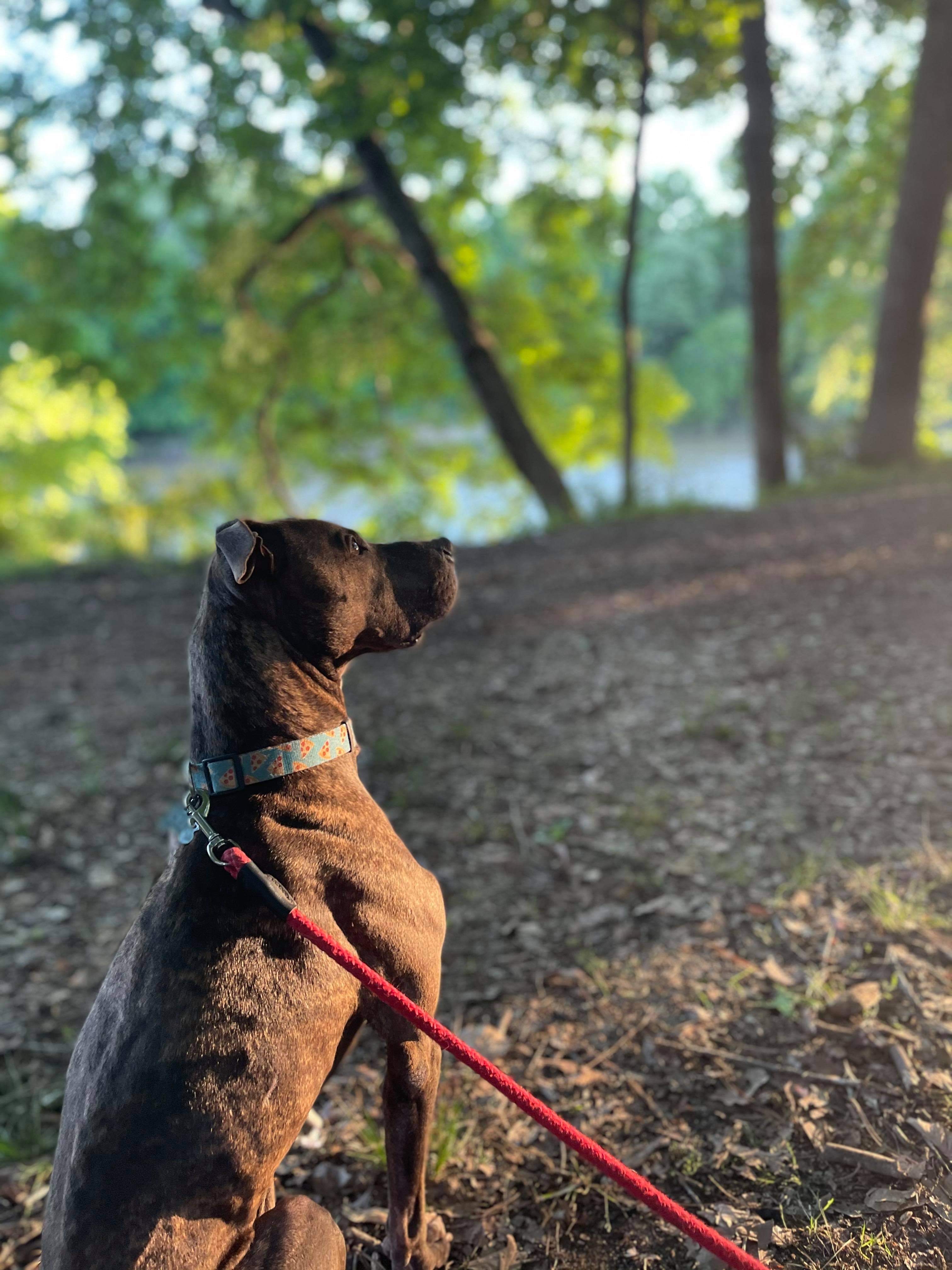 Ollie, a Adoptable mixed breed in kingsland, GA image 4/6