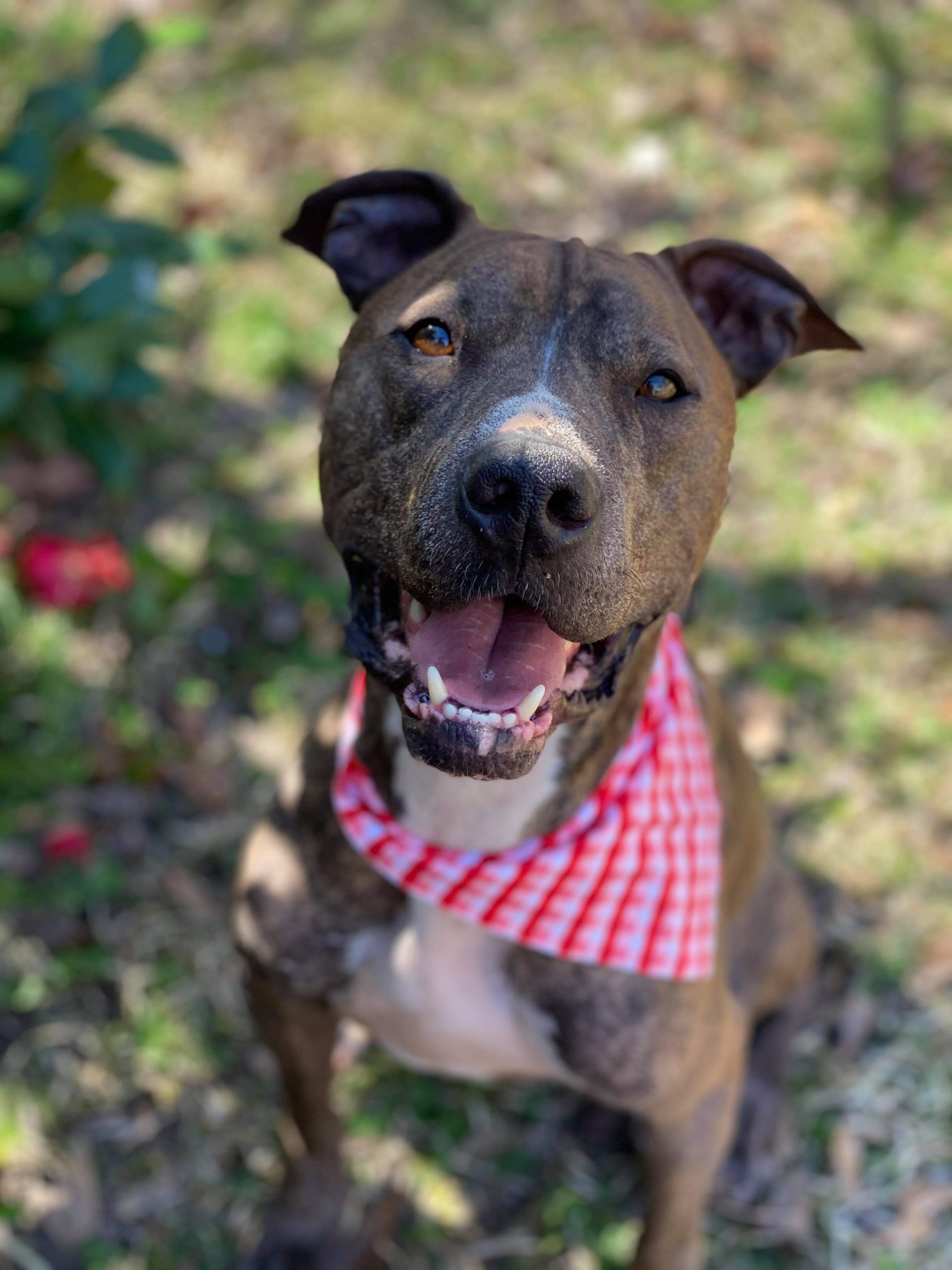 Ollie, a Adoptable mixed breed in kingsland, GA image 5/6