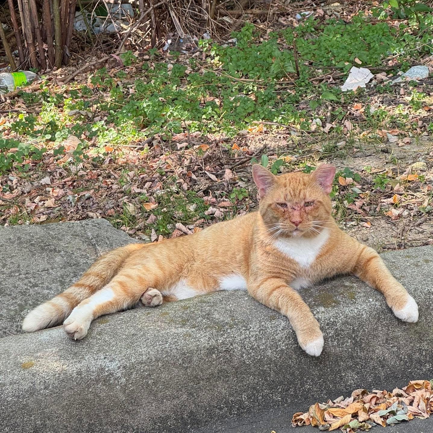 Hobo Bo, a Adoptable Tabby in Mauldin, SC image 3/3