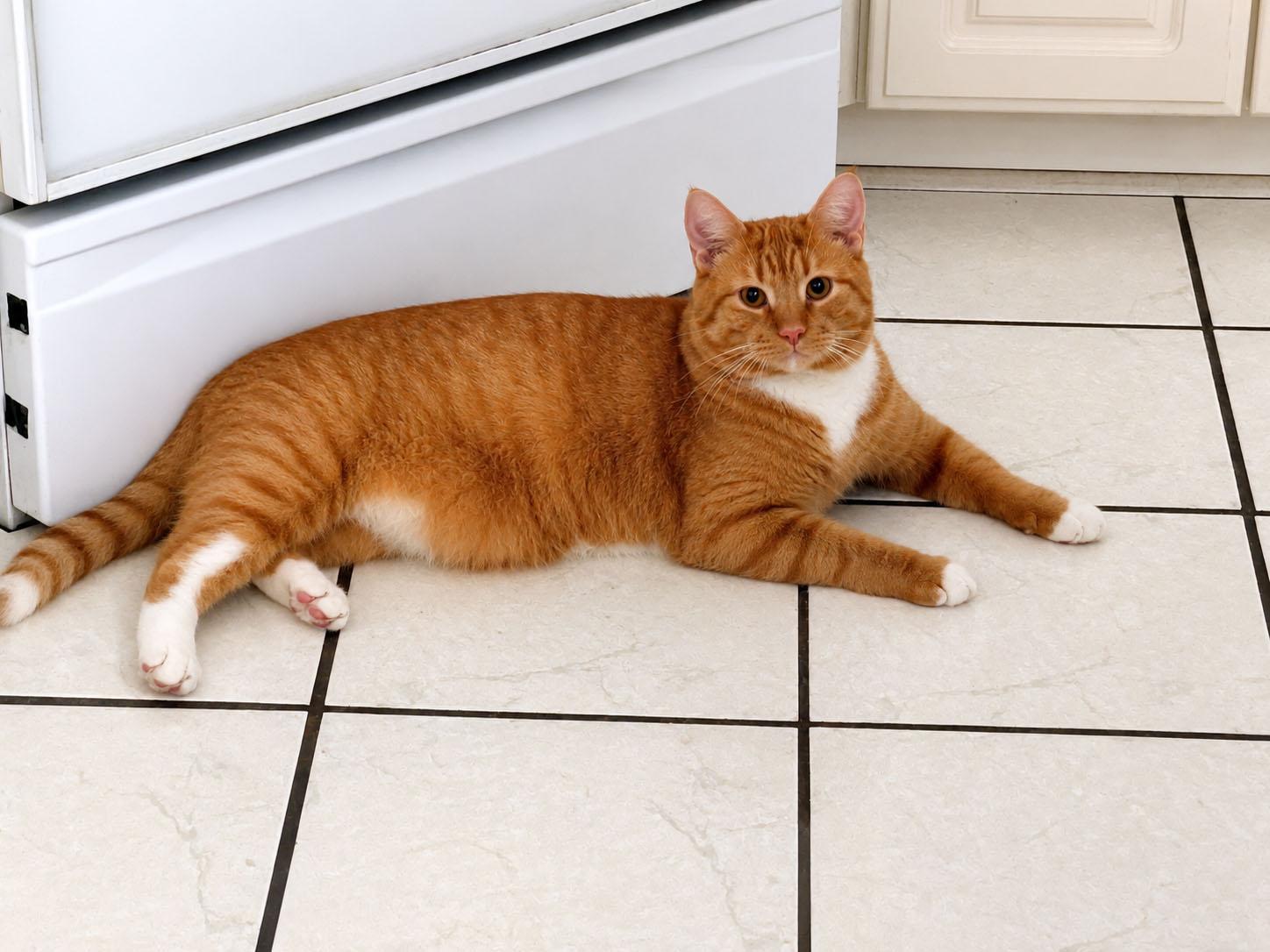 Hobo Bo, a Adoptable Tabby in Mauldin, SC image 2/6