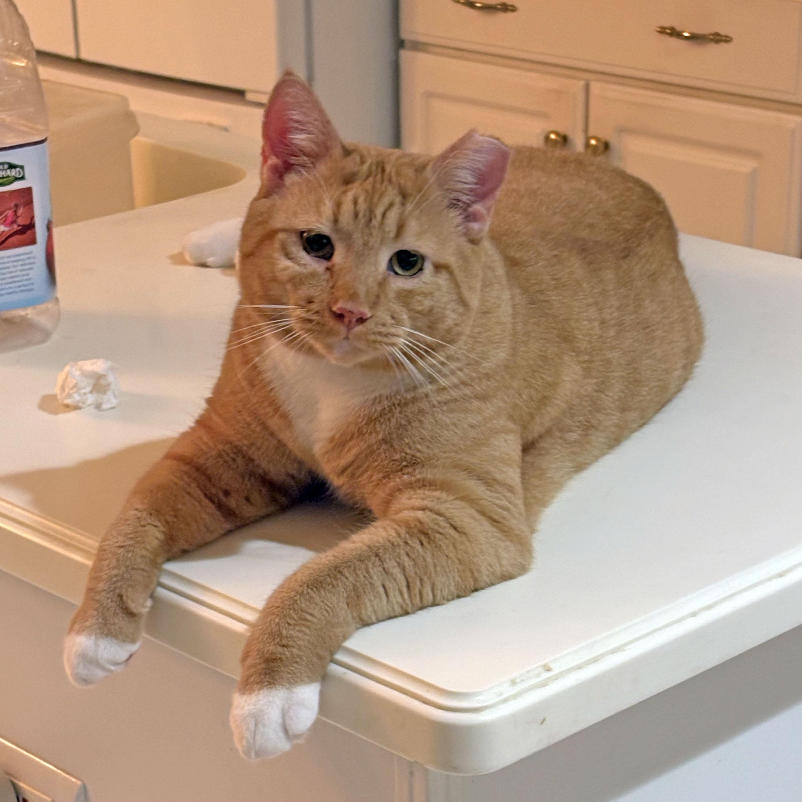 Hobo Bo, Adoptable, Adult Male Tabby.