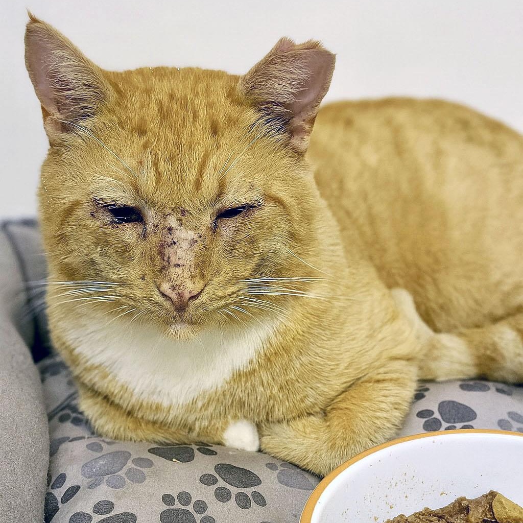 Hobo Bo, Adoptable, Adult Male Tabby.