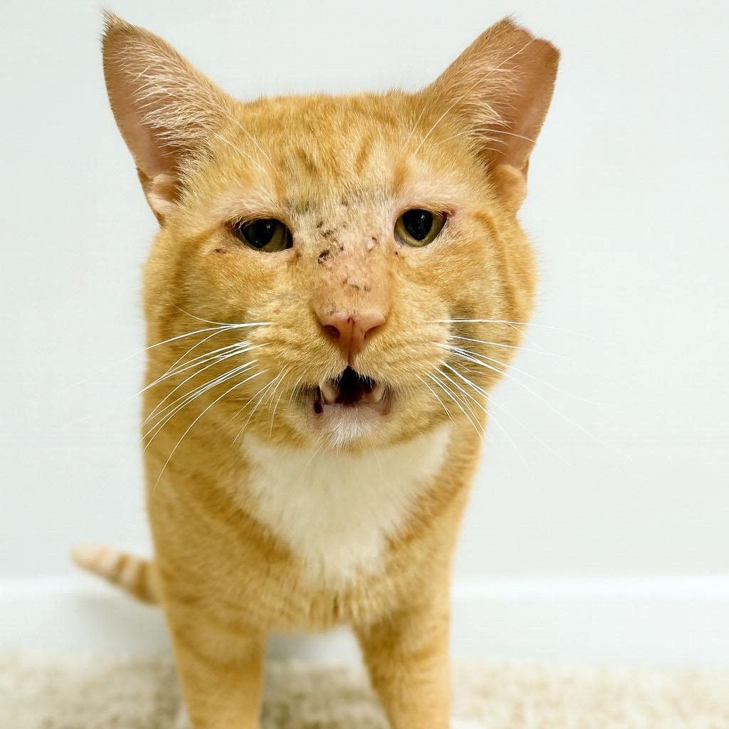 Hobo Bo, a Adoptable Tabby in Mauldin, SC image 1/3