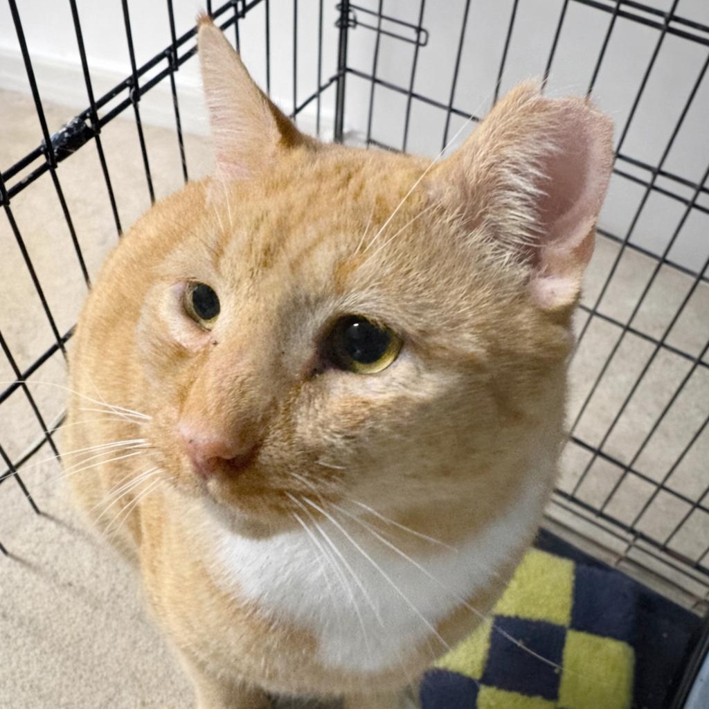 Hobo Bo, Adoptable, Adult Male Tabby.