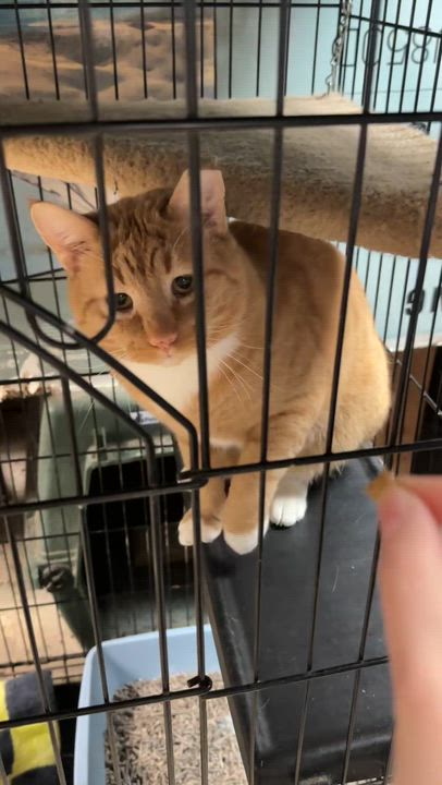 Enlarge Hobo Bo, a Adoptable Tabby in Mauldin, SC video 2/5