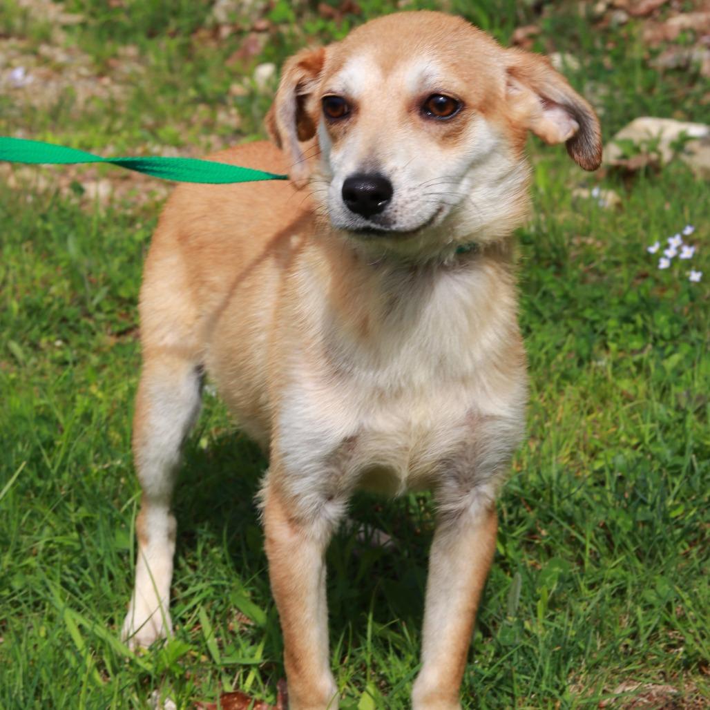 Enlarge CT Scrappy, a Adoptable mixed breed in Stormville, NY image 2/3