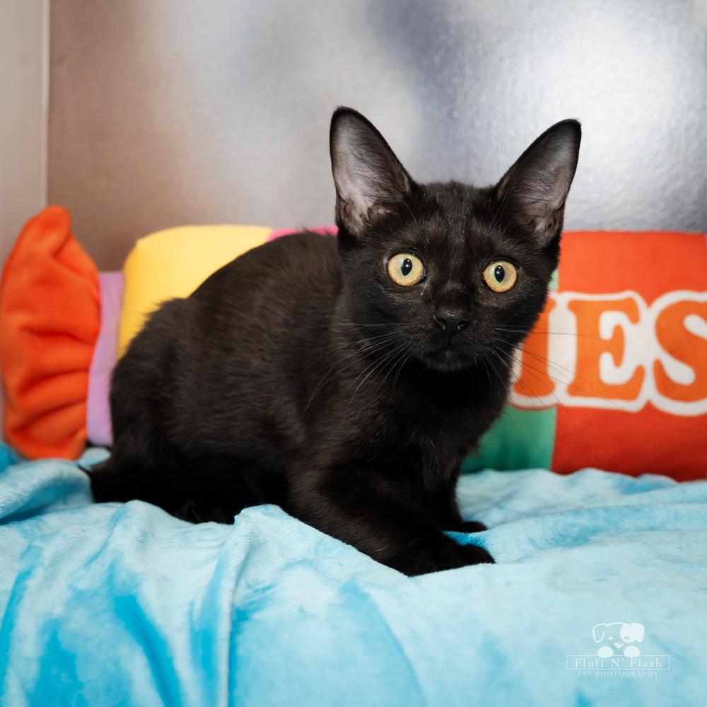 Jazz, Adoptable, Kitten Female Domestic Short Hair.