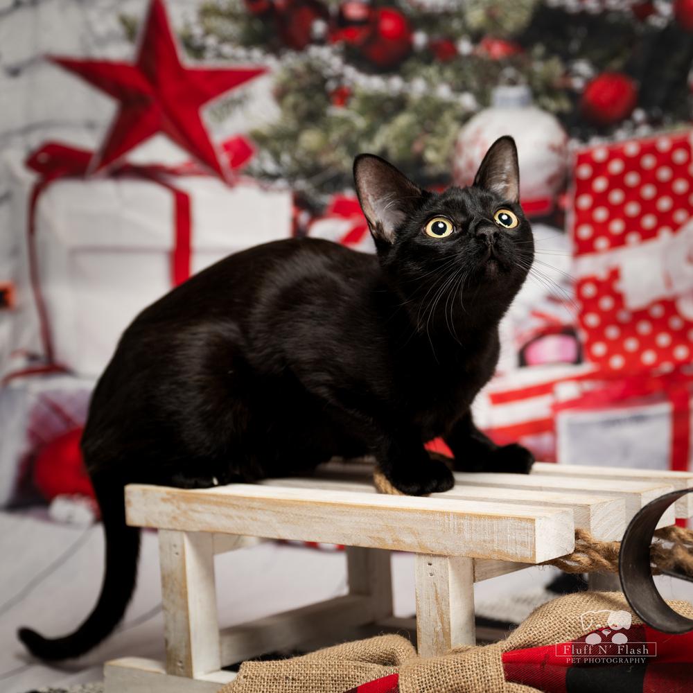 Enlarge Jazz, a Adoptable Domestic Short Hair in Calimesa, CA image 2/6