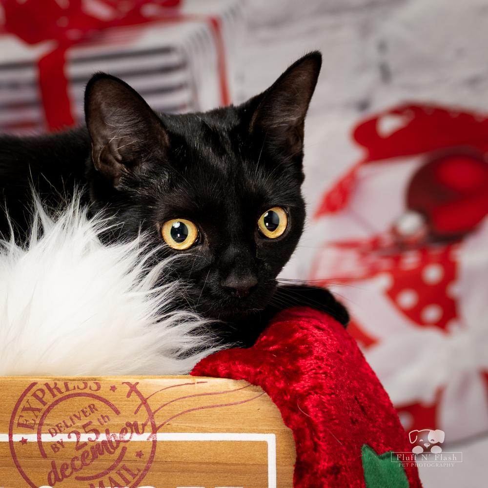 Enlarge Jazz, a Adoptable Domestic Short Hair in Calimesa, CA image 3/6
