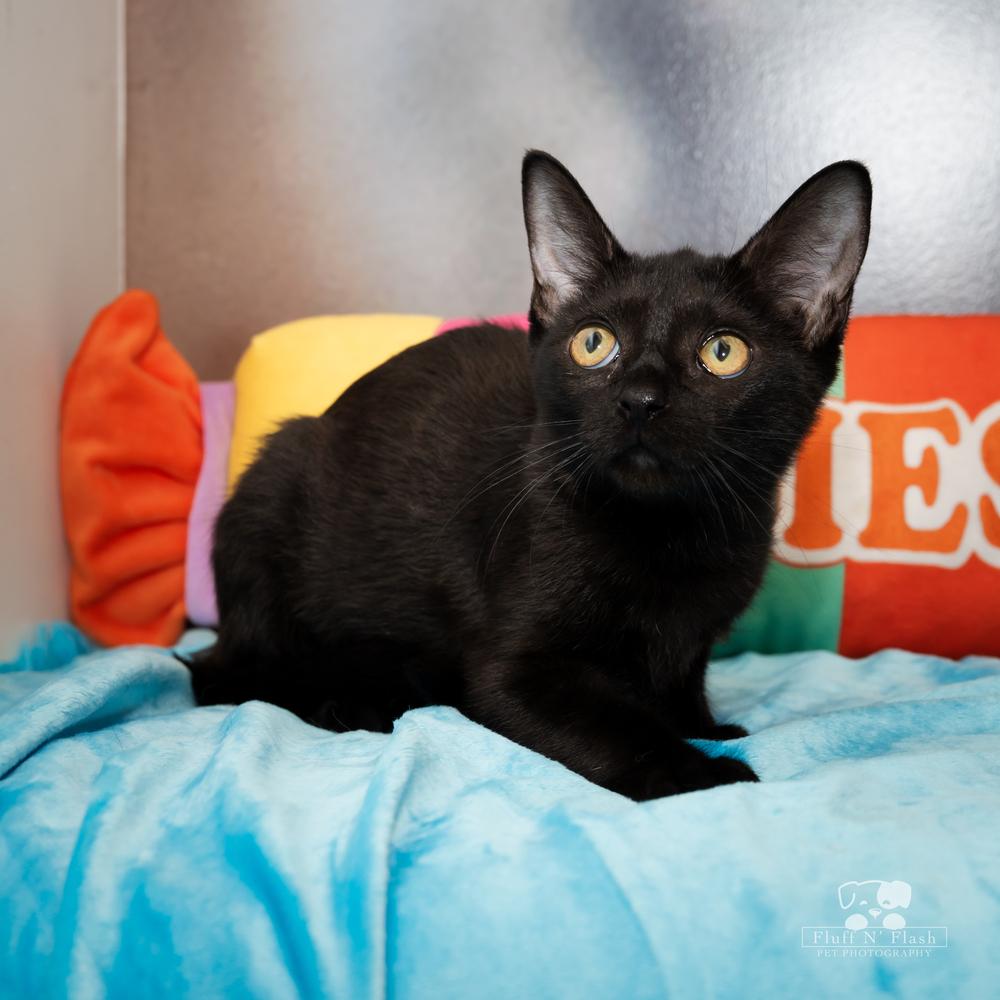 Enlarge Jazz, a Adoptable Domestic Short Hair in Calimesa, CA image 4/6