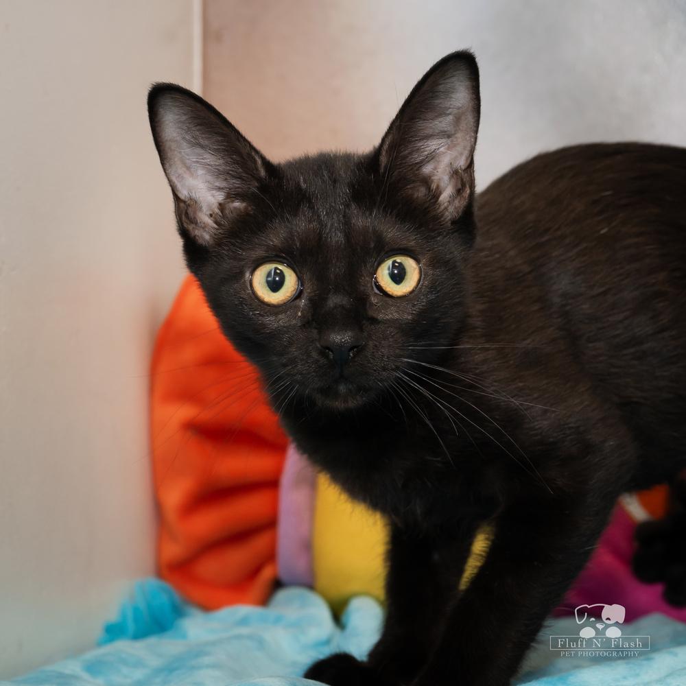 Enlarge Jazz, a Adoptable Domestic Short Hair in Calimesa, CA image 5/6