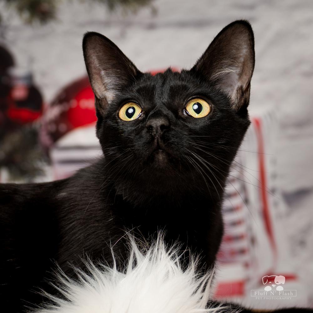 Enlarge Jazz, a Adoptable Domestic Short Hair in Calimesa, CA image 6/6