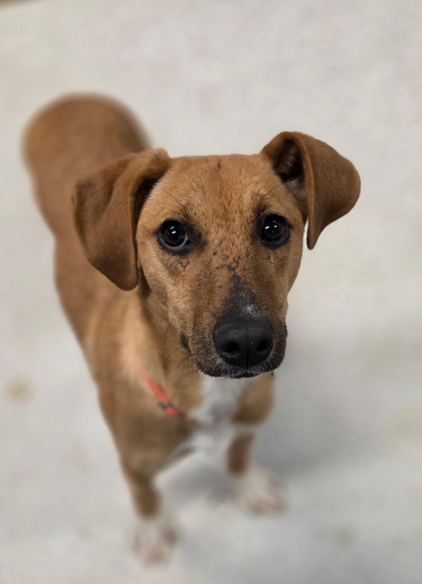 Enlarge Waverly, an adopted mixed breed in Chardon, OH image 1/6