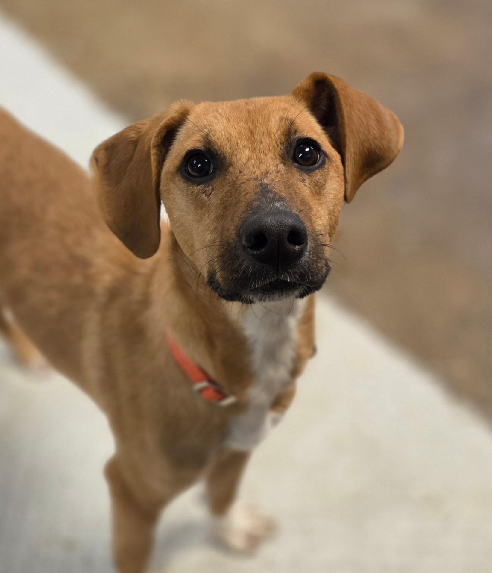 Enlarge Waverly, an adopted mixed breed in Chardon, OH image 2/6