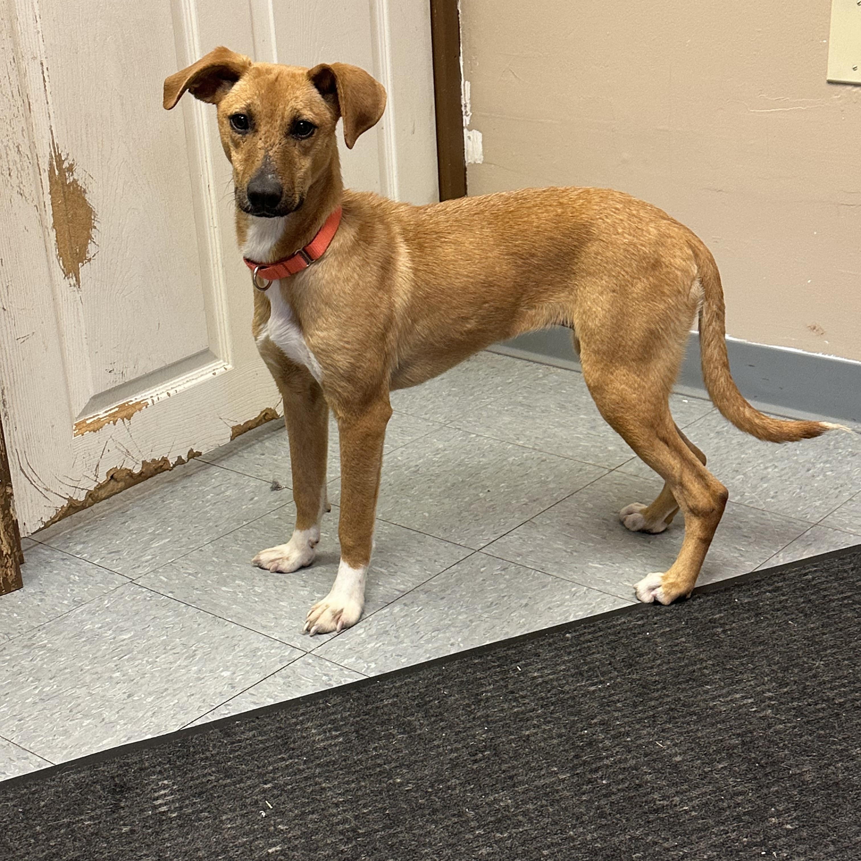 Enlarge Waverly, an adopted mixed breed in Chardon, OH image 3/6