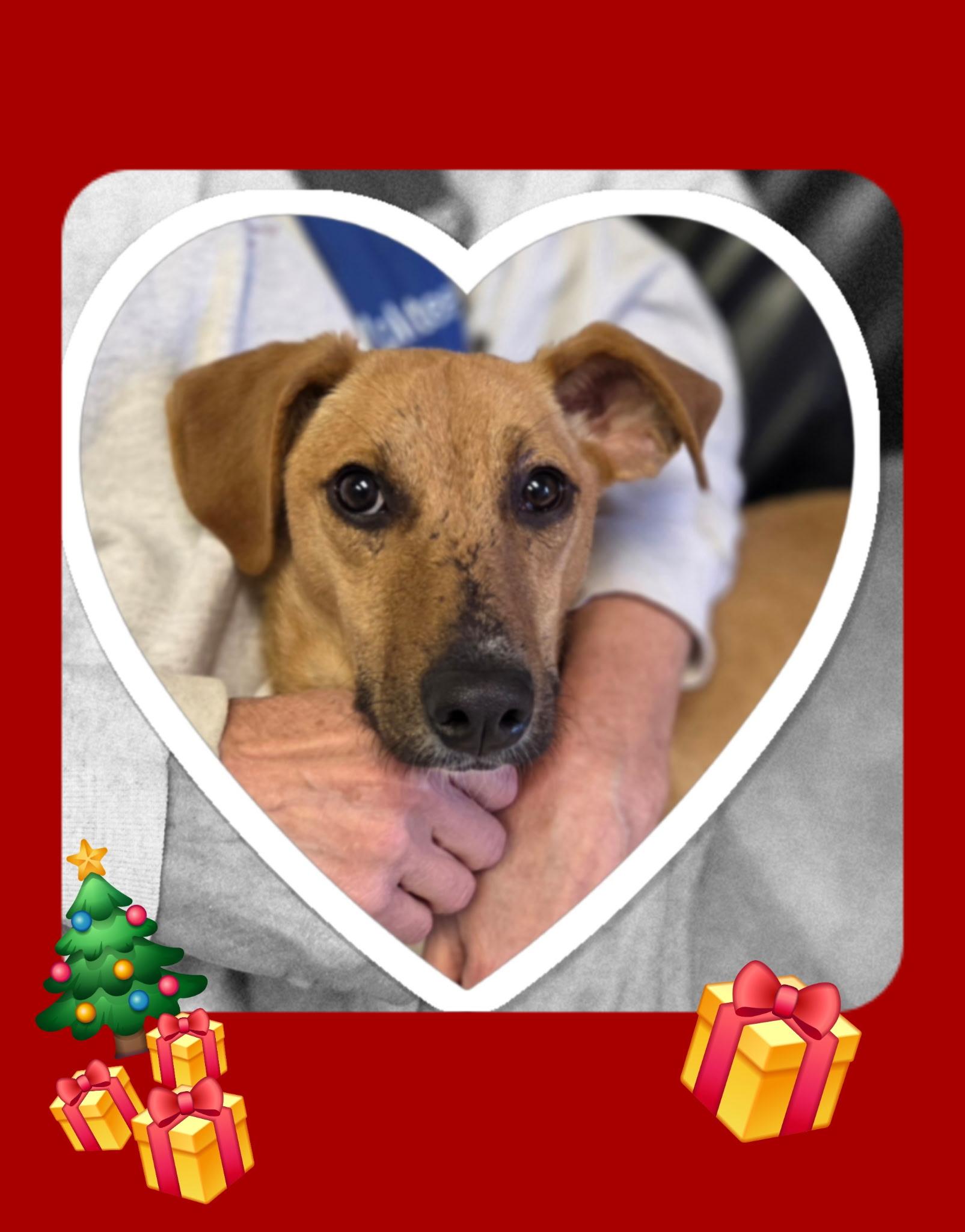 Enlarge Waverly, an adopted mixed breed in Chardon, OH image 4/6