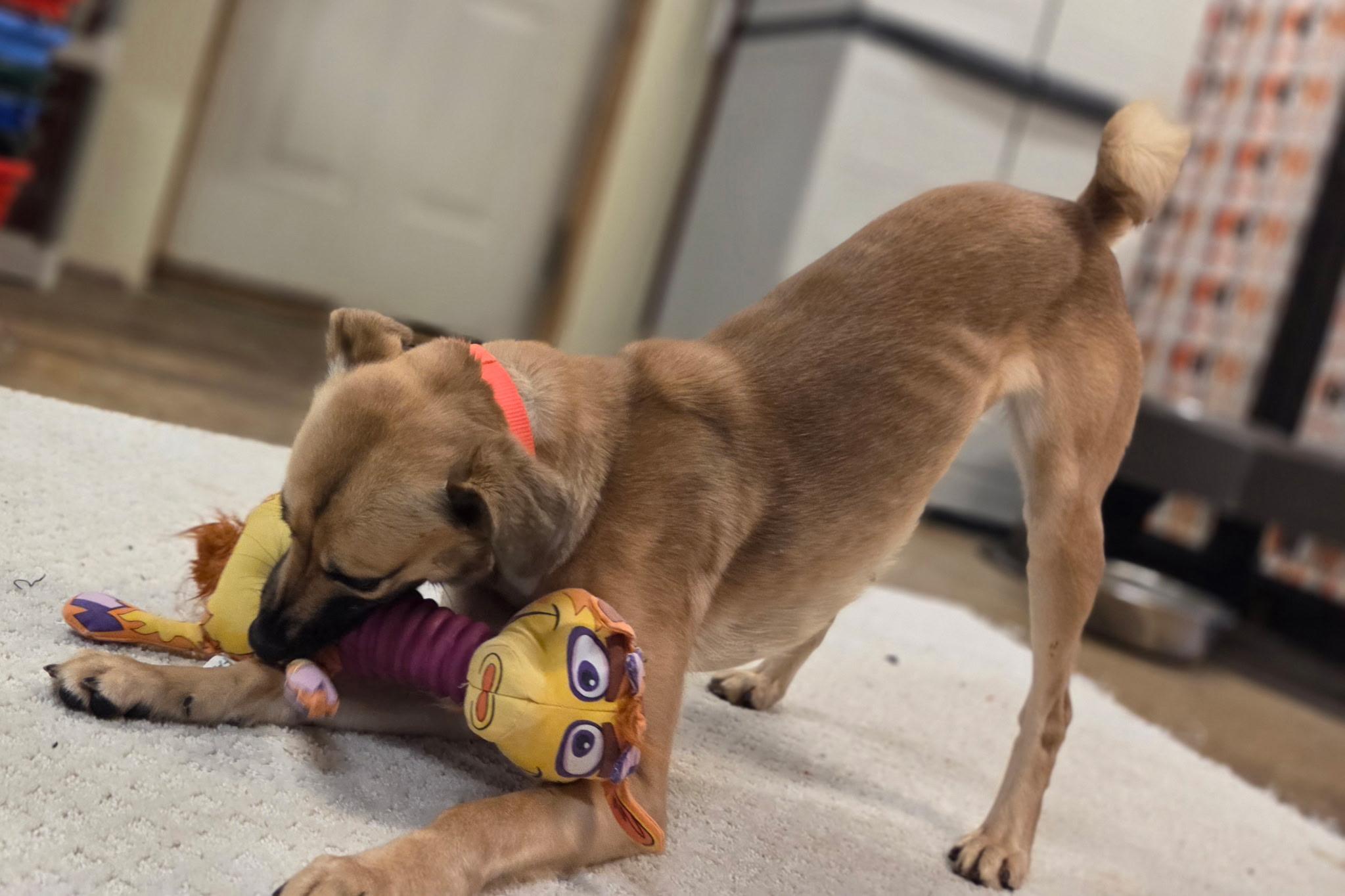 Enlarge Waverly, an adopted mixed breed in Chardon, OH image 5/6