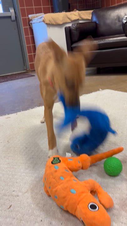 Enlarge Waverly, an adopted mixed breed in Chardon, OH video 6/6