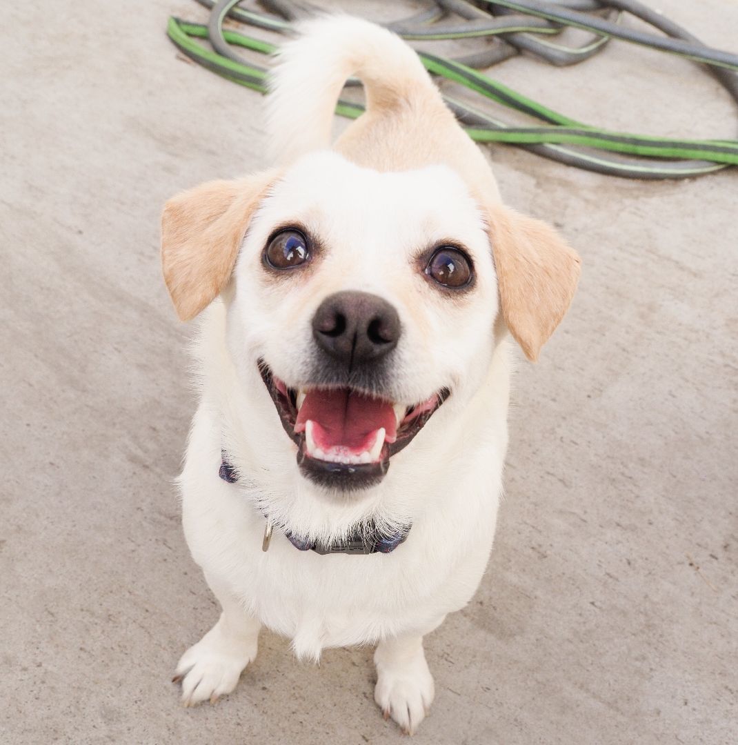 Sedona, Adopted, Young Female Chihuahua & Terrier.