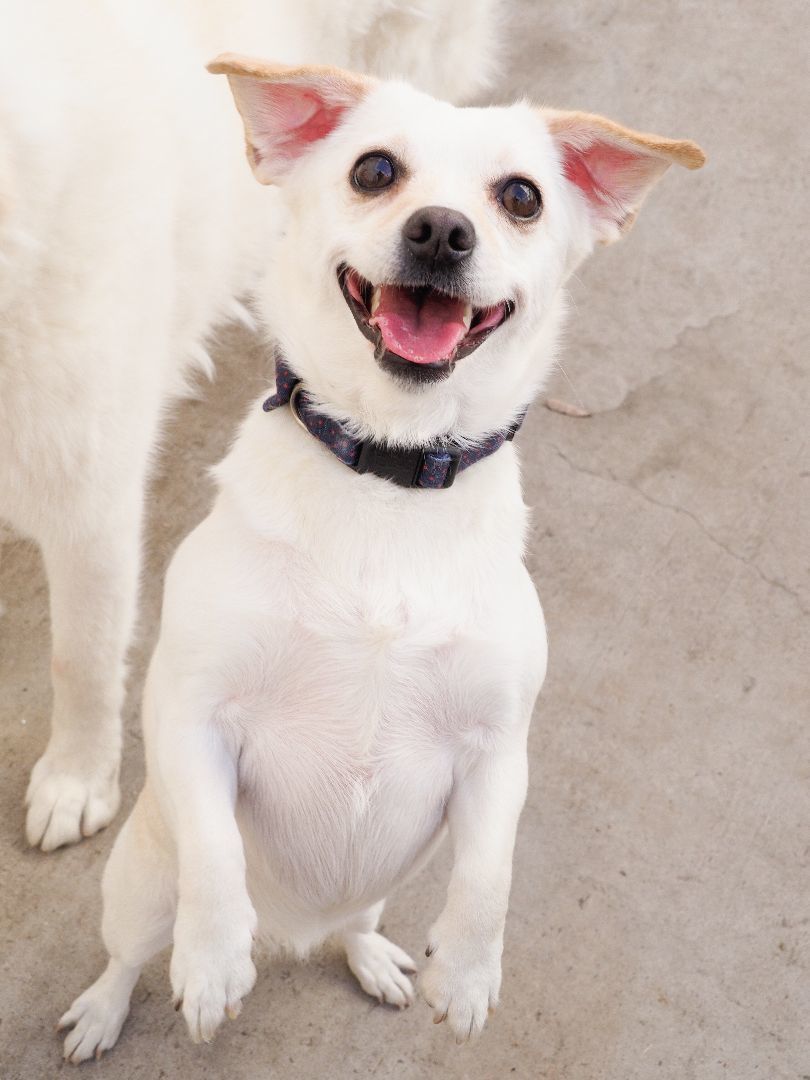 Enlarge Sedona, a Adopted mixed breed in PHOENIX, AZ image 2/5