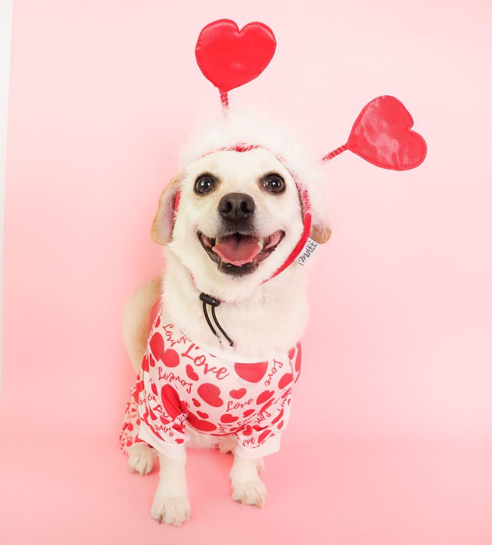 Enlarge Sedona, a Adopted mixed breed in PHOENIX, AZ image 3/5