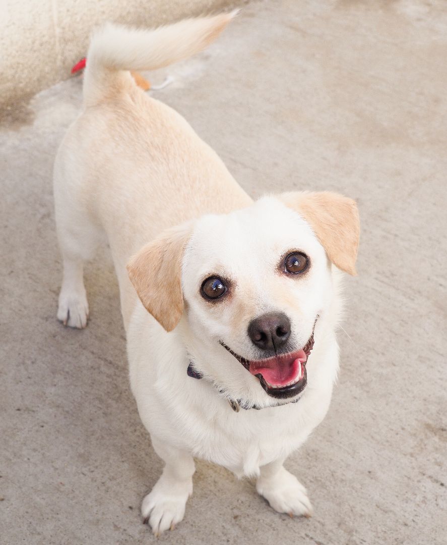 Enlarge Sedona, a Adopted mixed breed in PHOENIX, AZ image 5/5