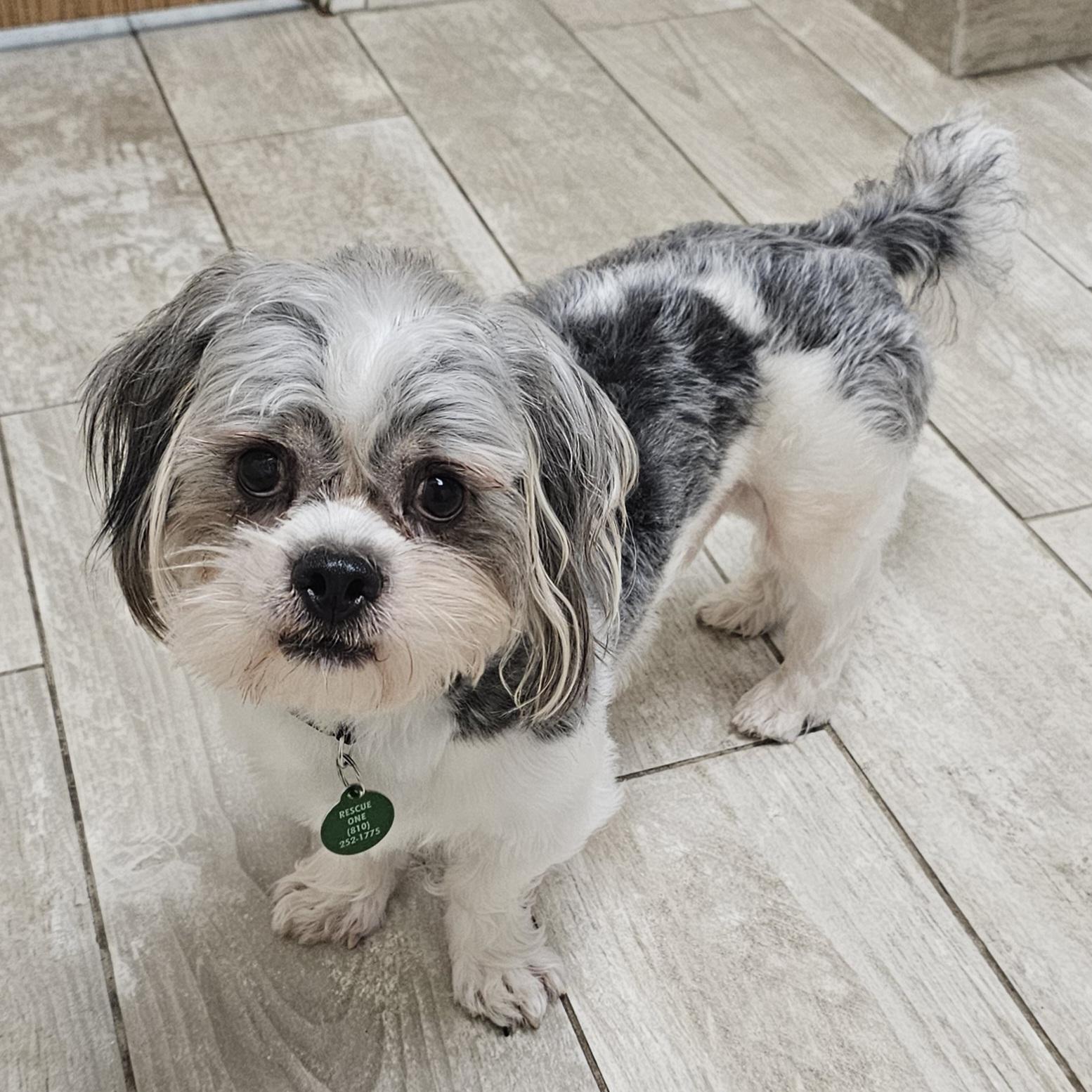 Enlarge BUDDY, an adopted mixed breed in Fenton, MI image 3/6