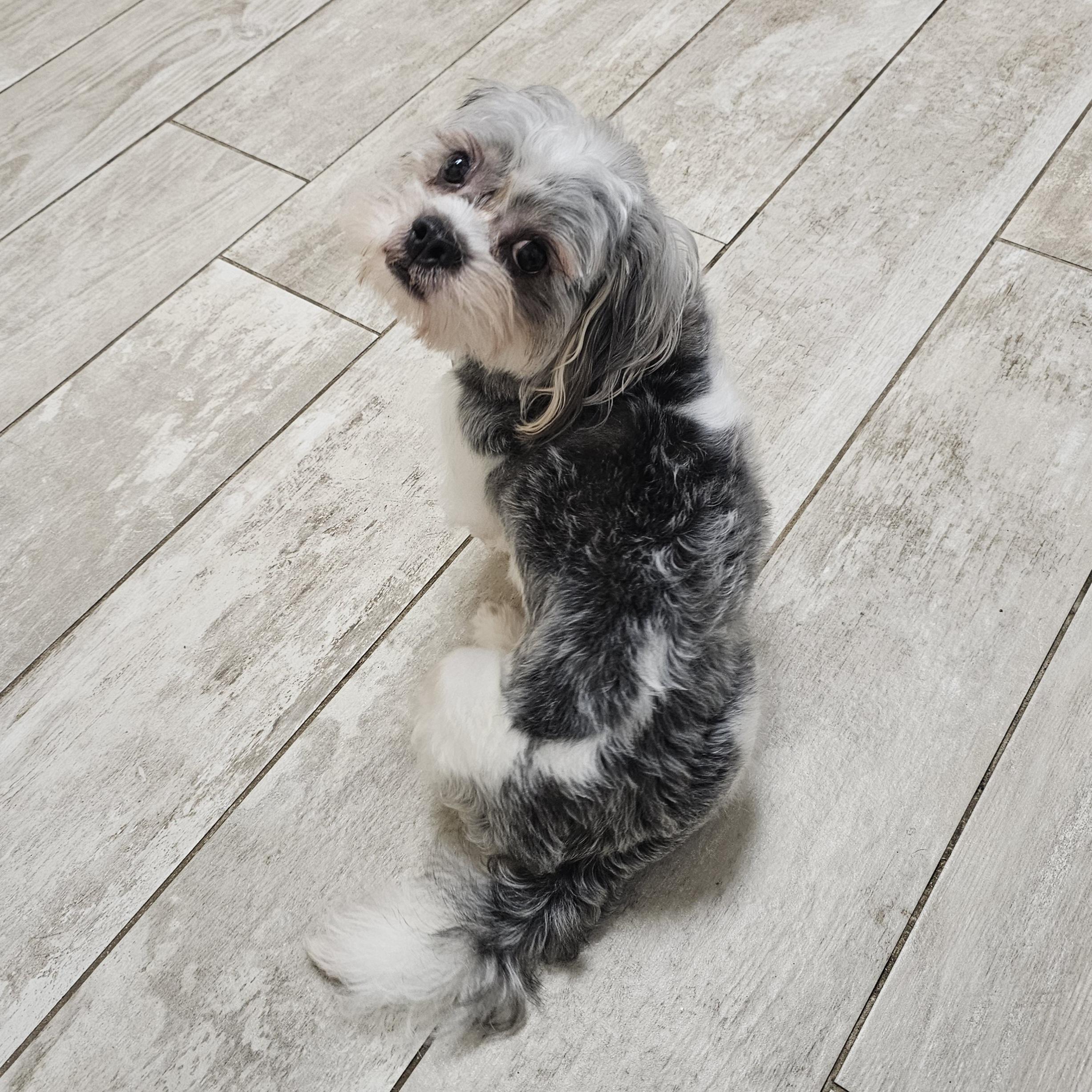 Enlarge BUDDY, an adopted mixed breed in Fenton, MI image 2/6